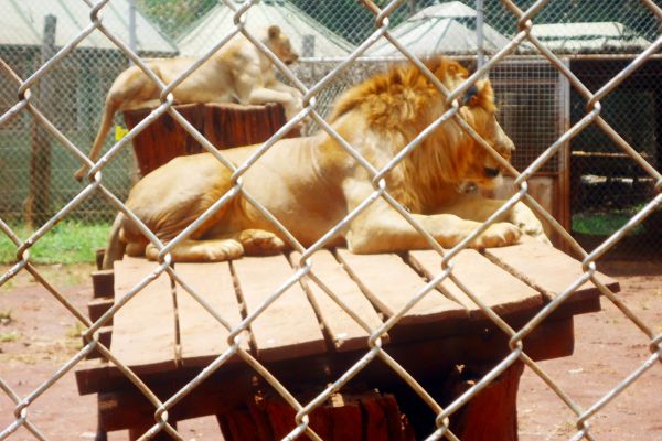 bonsai villas animal orphanage nairobi
