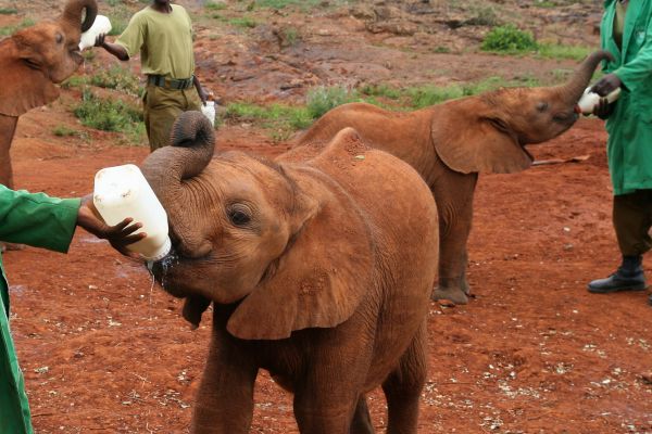 bonsai villas david sheldrick elephant orphanage