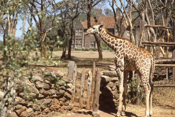 bonsai villas nairobi giraffe center