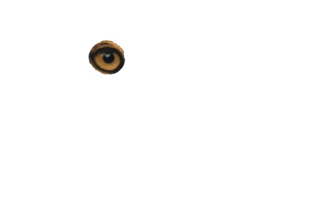 bonsai villas transparent logo